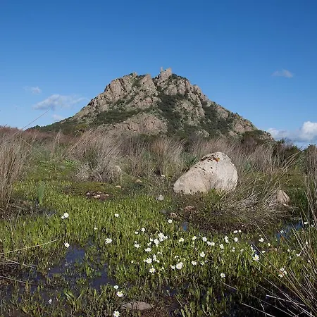 Domu Arega Siliqua